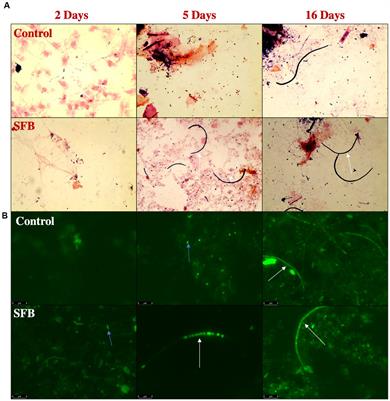 Segmented filamentous bacteria-based treatment to elicit protection against Enterobacteriaceae in Layer chickens